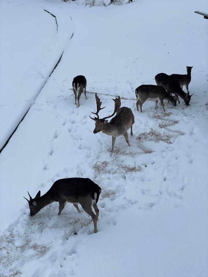 Arciau Gamtos Anyksciai Villa Kurkliai Bagian luar foto