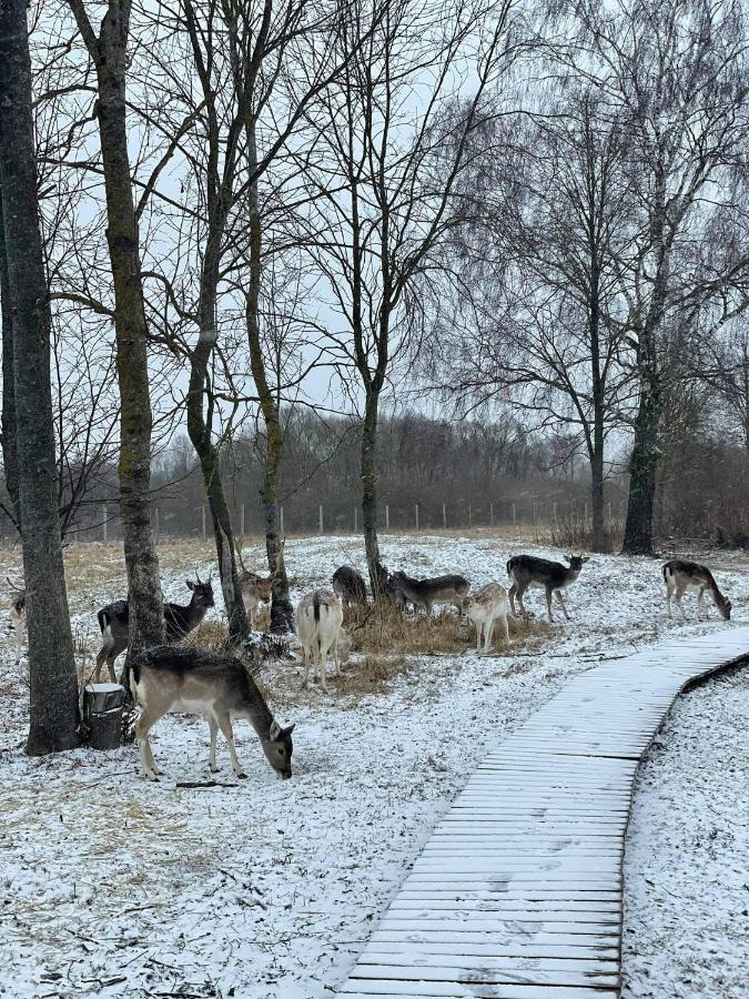 Arciau Gamtos Anyksciai Villa Kurkliai Bagian luar foto